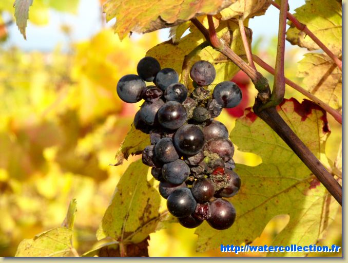 Diapositive suivante